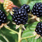 Hardy Black Blackberry