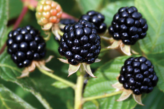 Hardy Black Blackberry