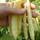 Serpedor Bush Bean Seeds online shopping