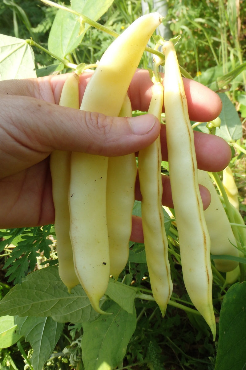Serpedor Bush Bean Seeds online shopping