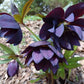 Hellebore Dark and Handsome