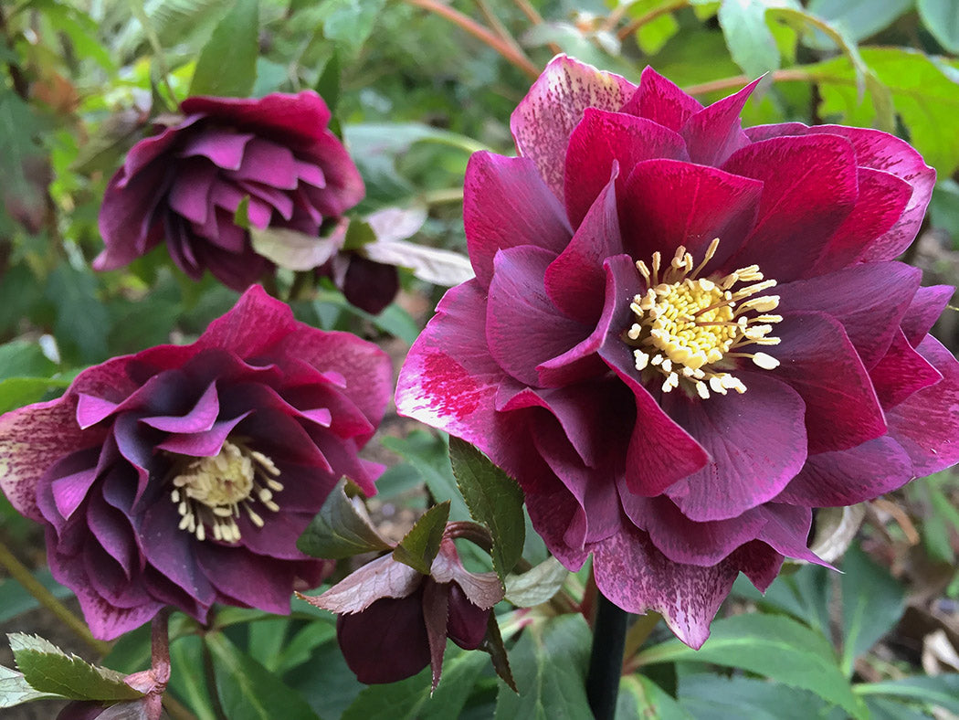 Hellebore orientalis Double Ellen Red