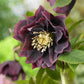 Hellebore orientalis Double Ellen Purple