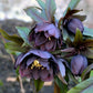 Hellebore orientalis Double Ellen Purple