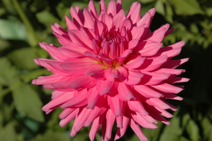 Herbert Smith Dahlia
