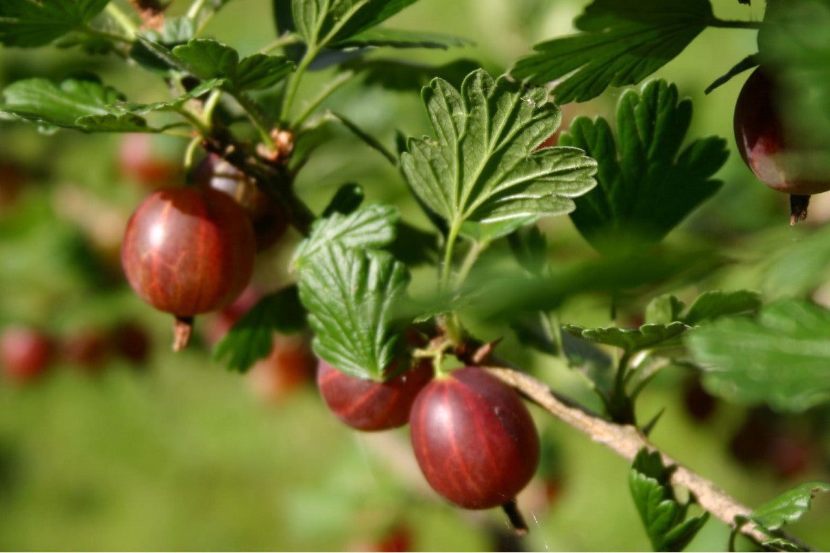 Hinnomaki Red Gooseberry Plant