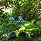 Hydrangea macrophylla Nikko Blue
