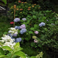 Hydrangea macrophylla Nikko Blue