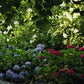Hydrangea macrophylla Nikko Blue
