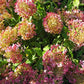 Hydrangea paniculata Phantom