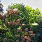 Hydrangea paniculata Phantom