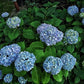 Hydrangea macrophylla Nikko Blue