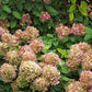Hydrangea paniculata Phantom
