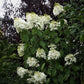 Hydrangea paniculata Phantom