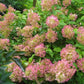 Hydrangea paniculata Phantom
