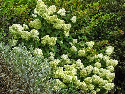 Hydrangea paniculata Limelight