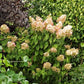 Hydrangea paniculata Phantom