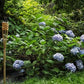 Hydrangea macrophylla Nikko Blue