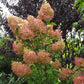 Hydrangea paniculata Phantom