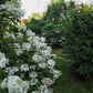 Hydrangea paniculata Phantom
