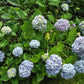 Hydrangea macrophylla Nikko Blue