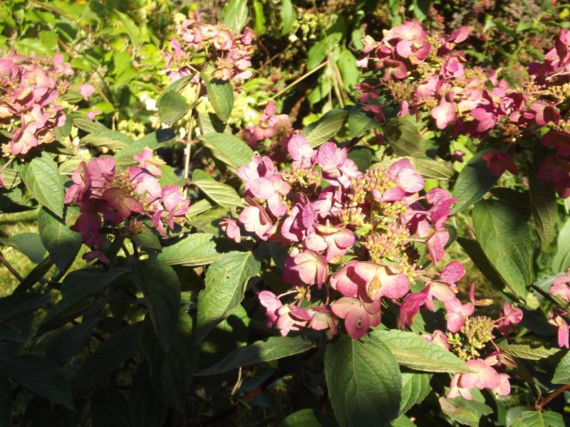 Hydrangea paniculata Wim’s Red Fire And Ice