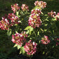 Hydrangea paniculata Wim’s Red Fire And Ice