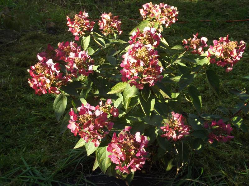 Hydrangea paniculata Wim’s Red Fire And Ice