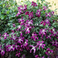 Madame Julia Correvon Clematis Vine