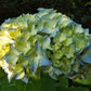 Hydrangea macrophylla Nikko Blue