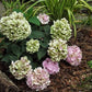 Hydrangea macrophylla All Summer Beauty