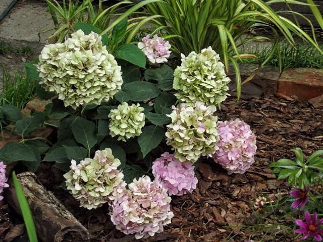 Hydrangea macrophylla All Summer Beauty