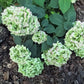 Hydrangea macrophylla All Summer Beauty