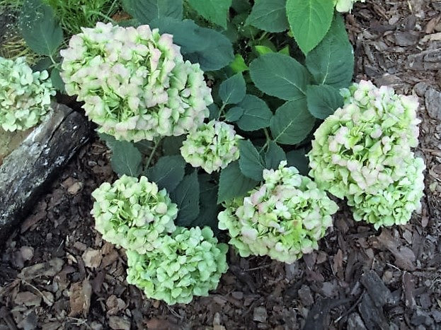 Hydrangea macrophylla All Summer Beauty