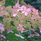 Hydrangea paniculata Interhydia Pink Diamond