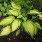 Orange Marmalade Hosta Plant