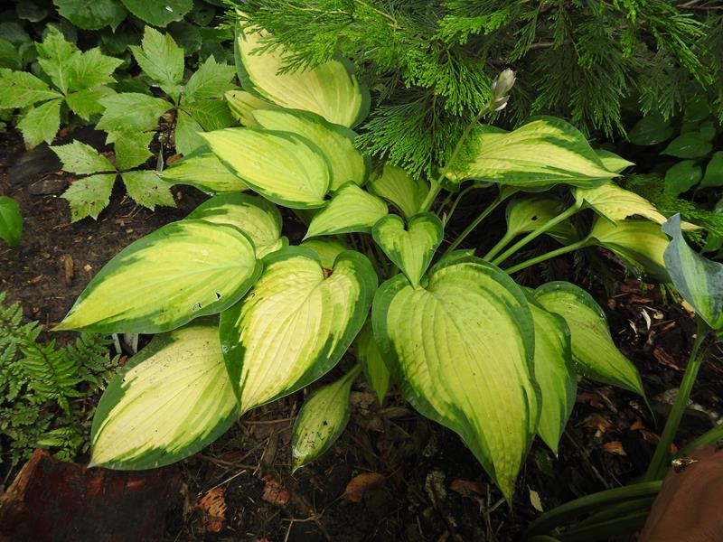 Orange Marmalade Hosta Plant