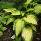 Orange Marmalade Hosta Plant