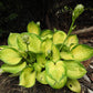 Rainforest Sunrise Hosta Plant