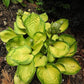 Rainforest Sunrise Hosta Plant