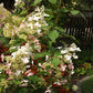 Hydrangea paniculata Wim’s Red Fire And Ice
