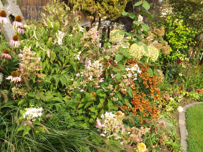 Hydrangea paniculata Wim’s Red Fire And Ice