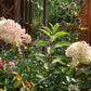 Hydrangea paniculata Phantom