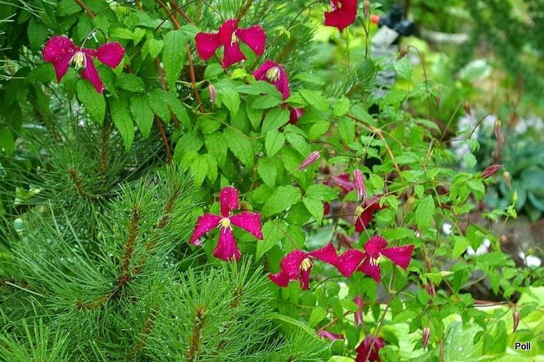 Madame Julia Correvon Clematis Vine