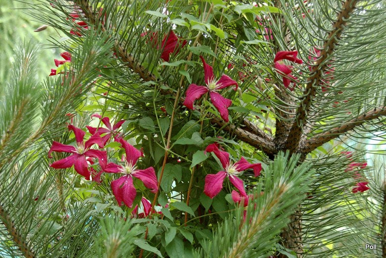 Madame Julia Correvon Clematis Vine