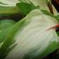 Raspberry Sundae Hosta Plant