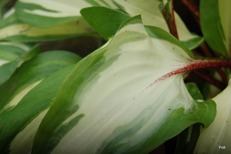 Raspberry Sundae Hosta Plant