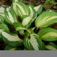 Raspberry Sundae Hosta Plant