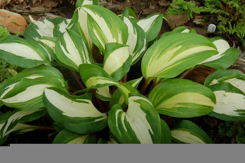 Raspberry Sundae Hosta Plant