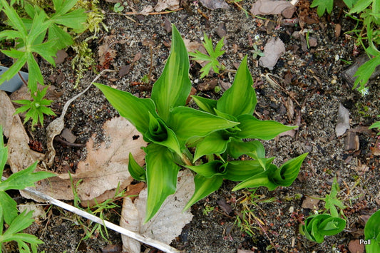 Lakeside Little Tuft Hosta Plant